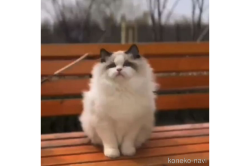 販売中のラグドールの親猫